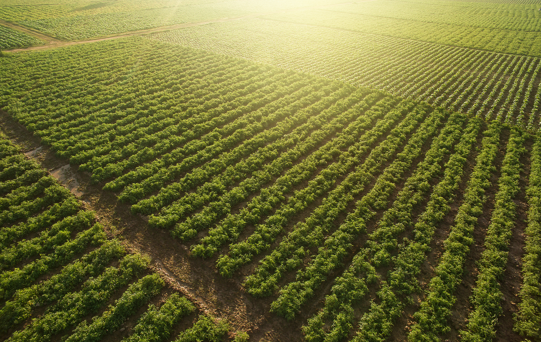 Tobacco field
