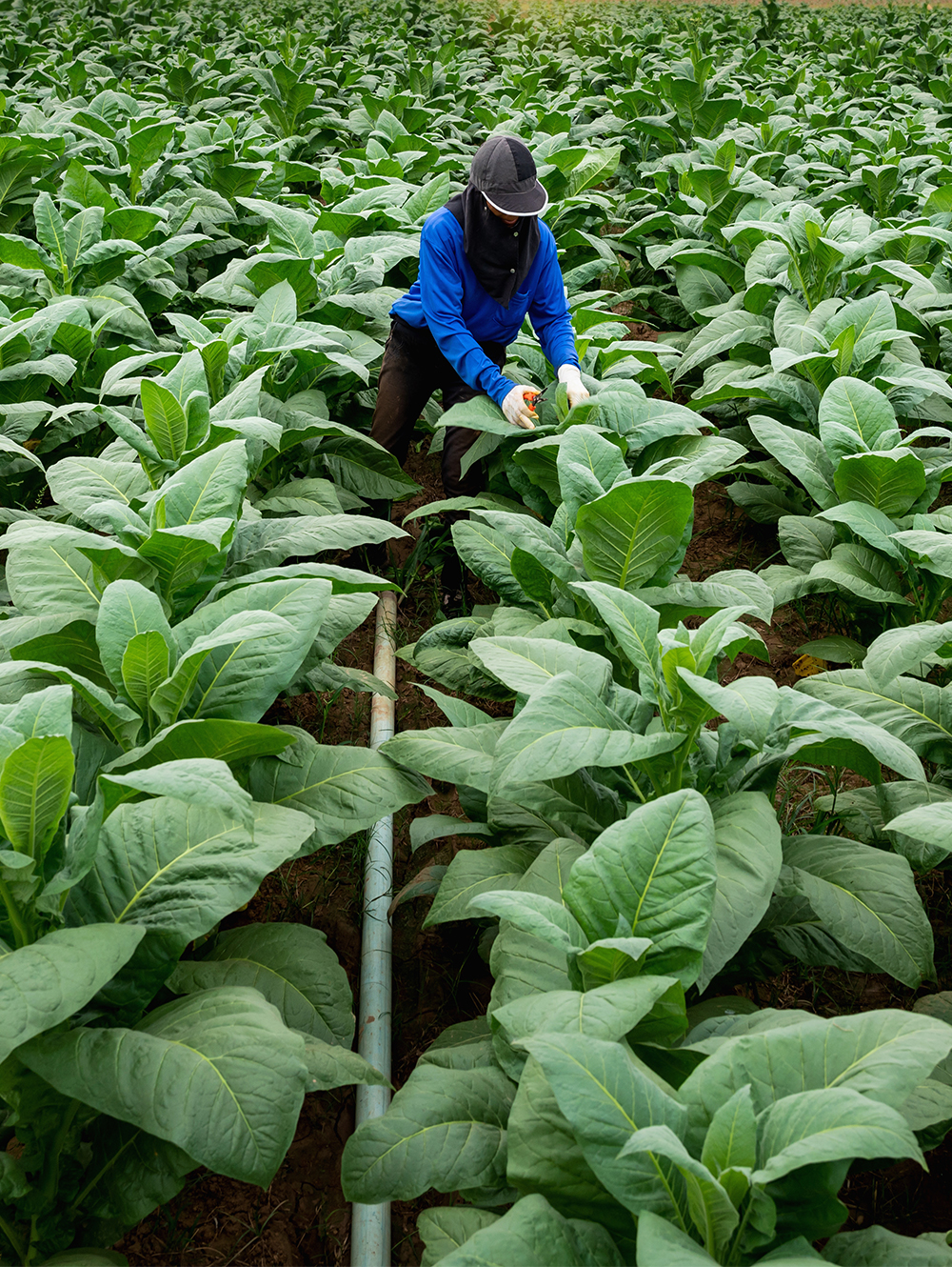 Tobacco field